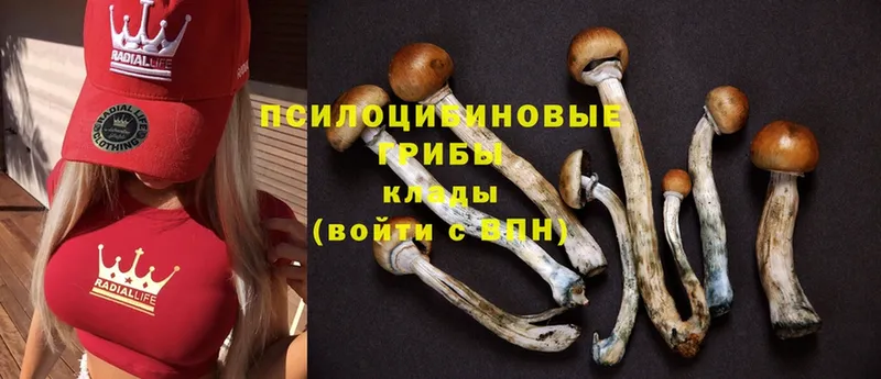 закладка  Спасск  Галлюциногенные грибы MAGIC MUSHROOMS 